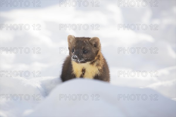 European pine marten