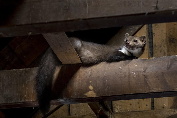 Beech marten