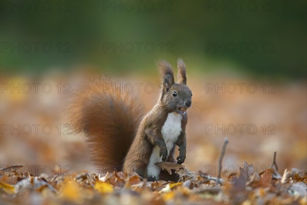 Cute Eurasian red squirrel