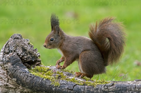 Cute Eurasian red squirrel