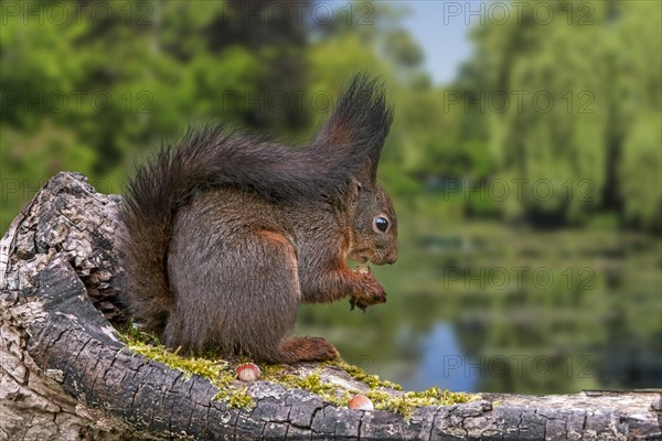 Cute Eurasian red squirrel