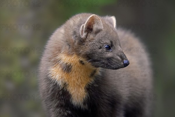 European pine marten