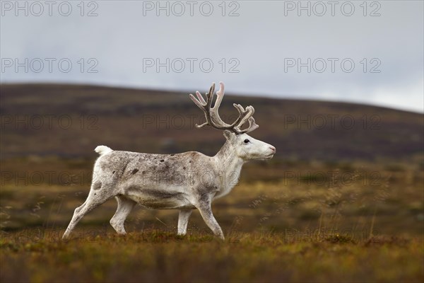 White Reindeer