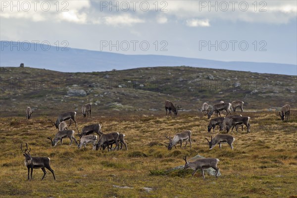 Reindeer