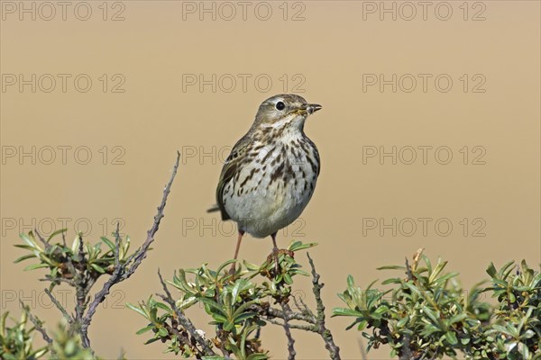 Meadow pipit