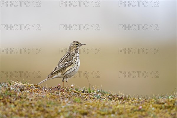 Meadow pipit