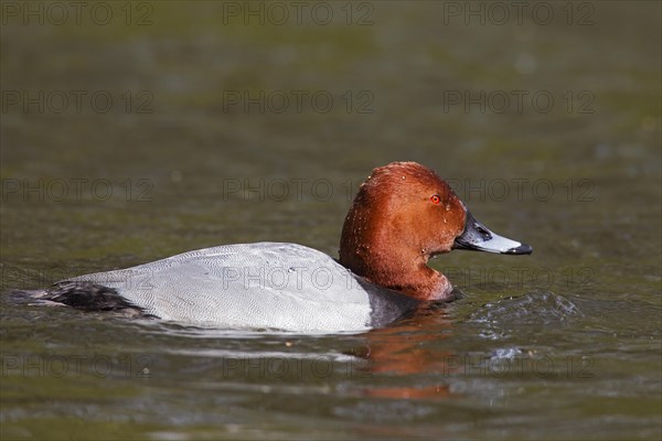 Common pochard