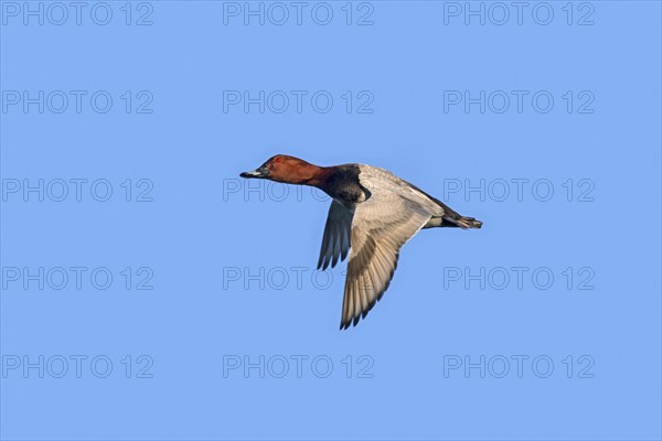 Common pochard