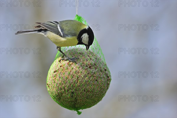 Great tit