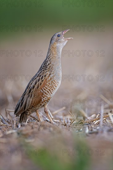 Corn crake