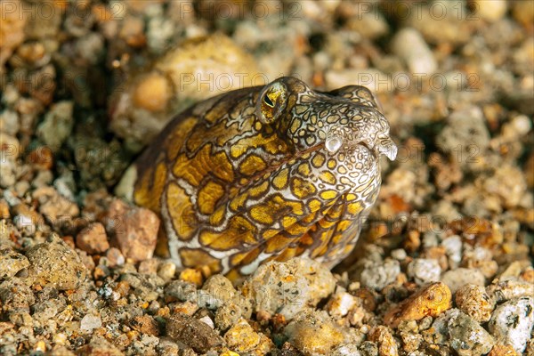 Napoleon snake eel