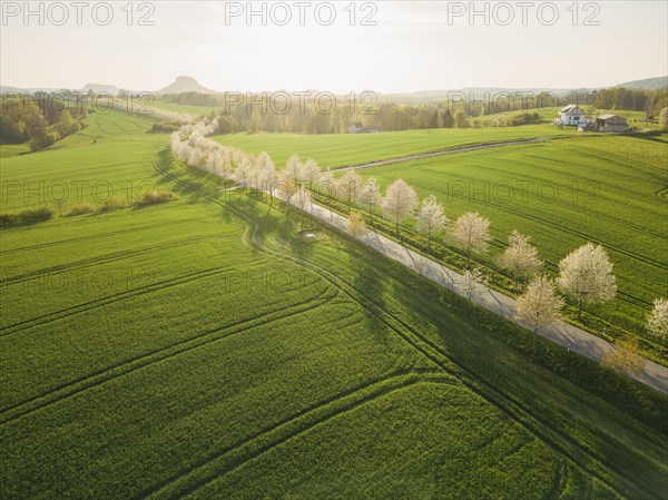 Cherry avenue on the Adamsberg with a view of the Koenigstein Fortress and the Lilienstein