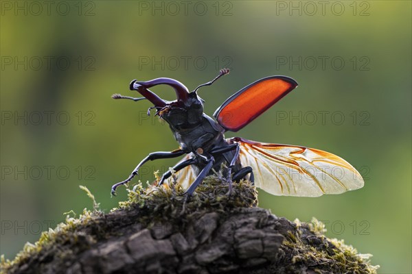 European stag beetle