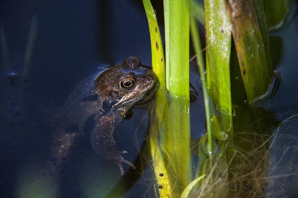 European common brown frog