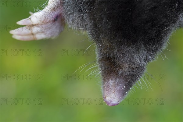 European mole