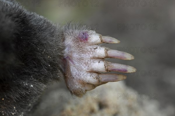 European mole