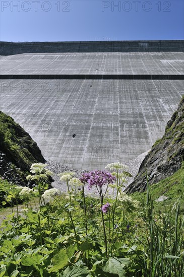 Mountain flowers in front of the Barrage de la Grande Dixence