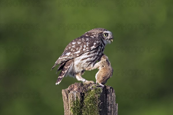 Ringed little owl