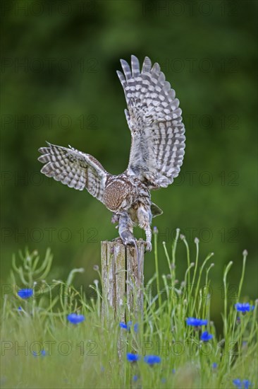 Ringed little owl