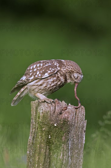 Little owl