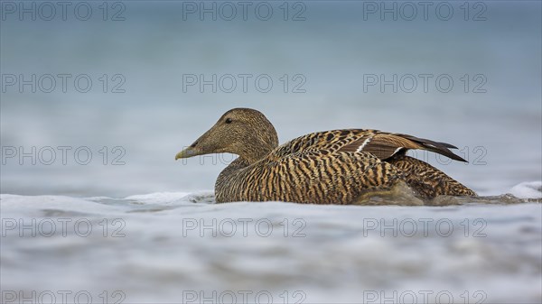 Common Eider