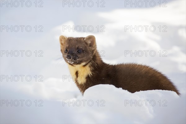 European pine marten