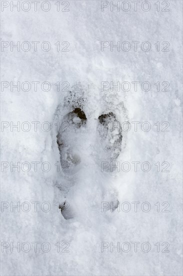 Svalbard reindeer