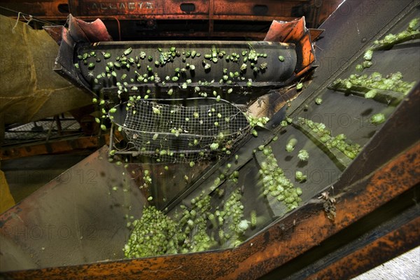 Harvesting of hops