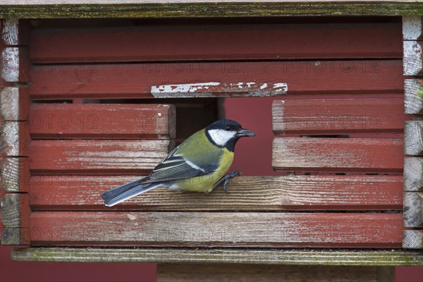 Great tit