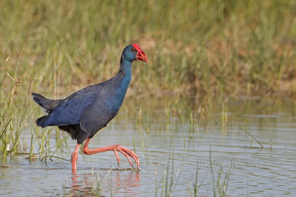 Grey-headed swamphen