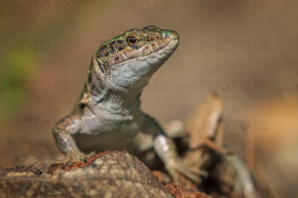 Sand lizard