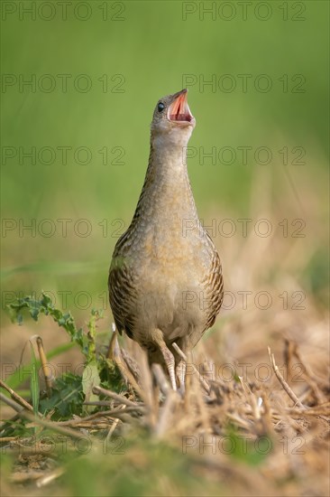 Corn crake