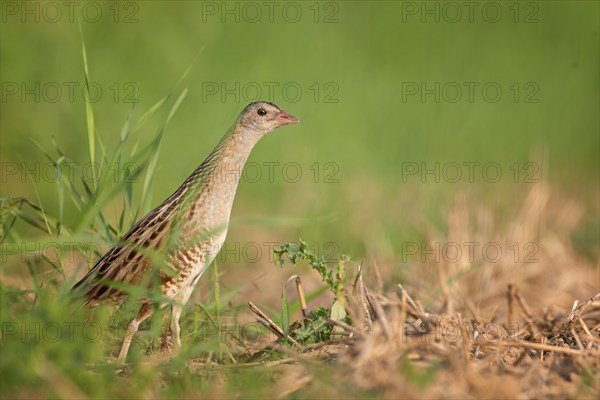 Corn crake