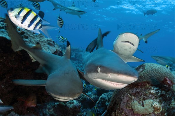 Three grey reef sharks