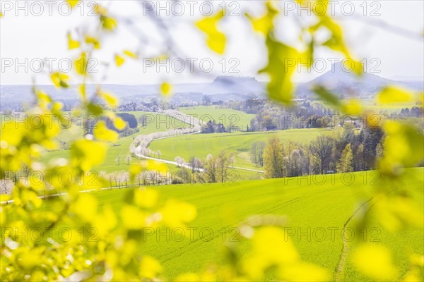 Cherry avenue on the Adamsberg with a view of the Koenigstein Fortress and the Lilienstein