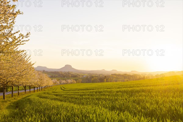 Cherry avenue on the Adamsberg with a view of the Koenigstein Fortress and the Lilienstein