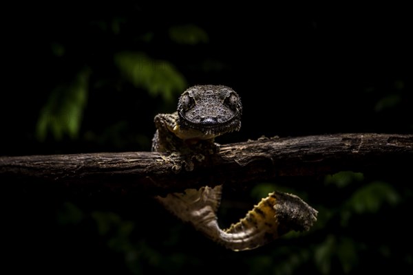 Leaf-tailed gecko