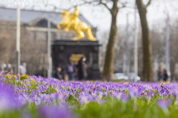 Thousands of crocuses and winter roses are in bloom around the Golden Rider at Neustaedter Markt and are a popular photo motif