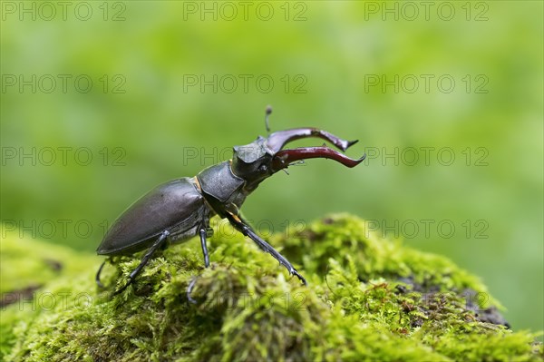 European stag beetle