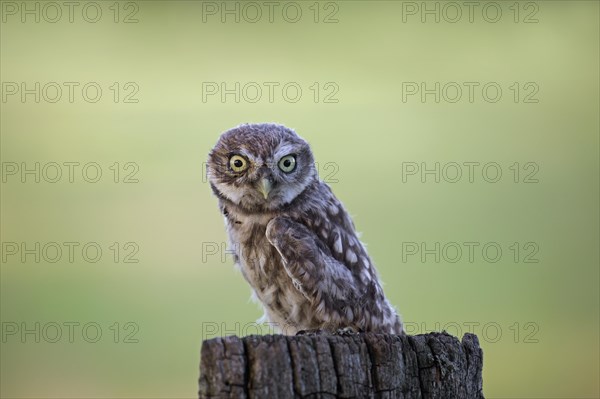 Little owl