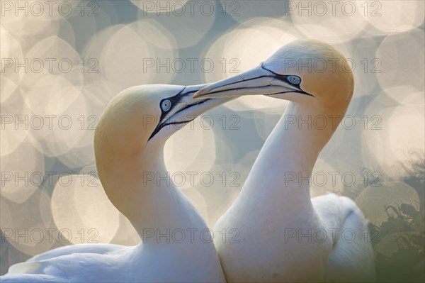 Northern gannet