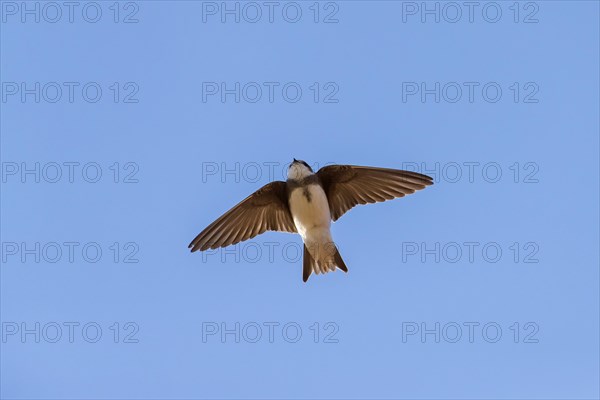 European sand martin