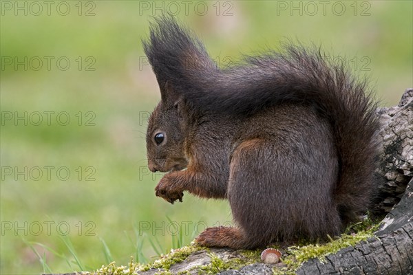 Cute Eurasian red squirrel