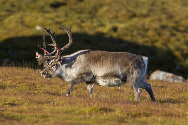 Svalbard reindeer