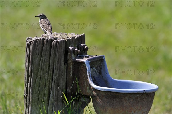 Meadow Pipit