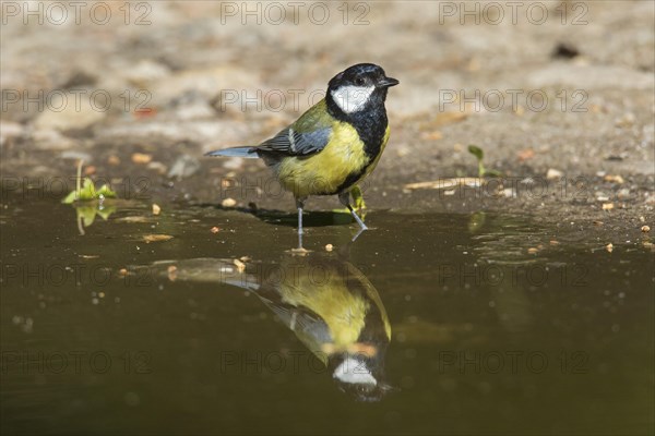 Great tit