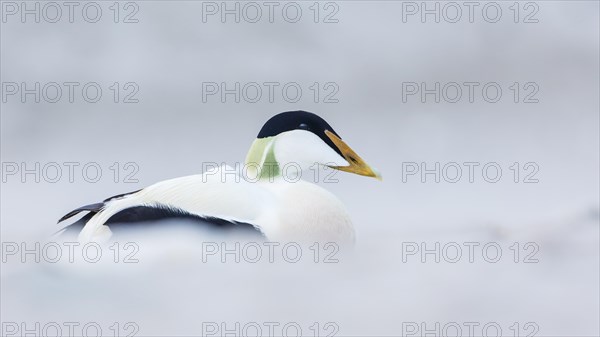 Common Eider