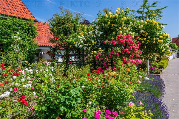 Private rose garden at the roadside