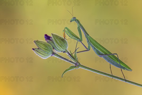 European mantis