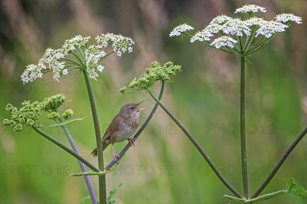 River warbler